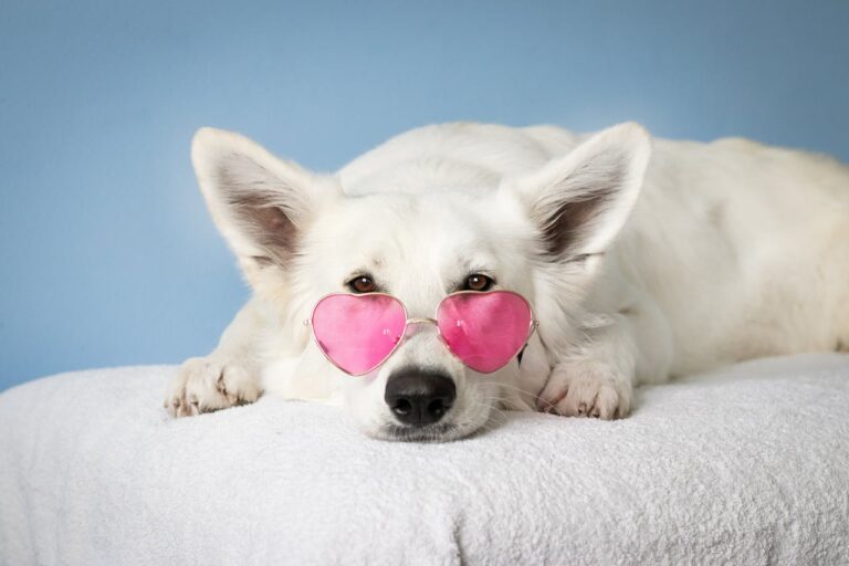 Dog walking website